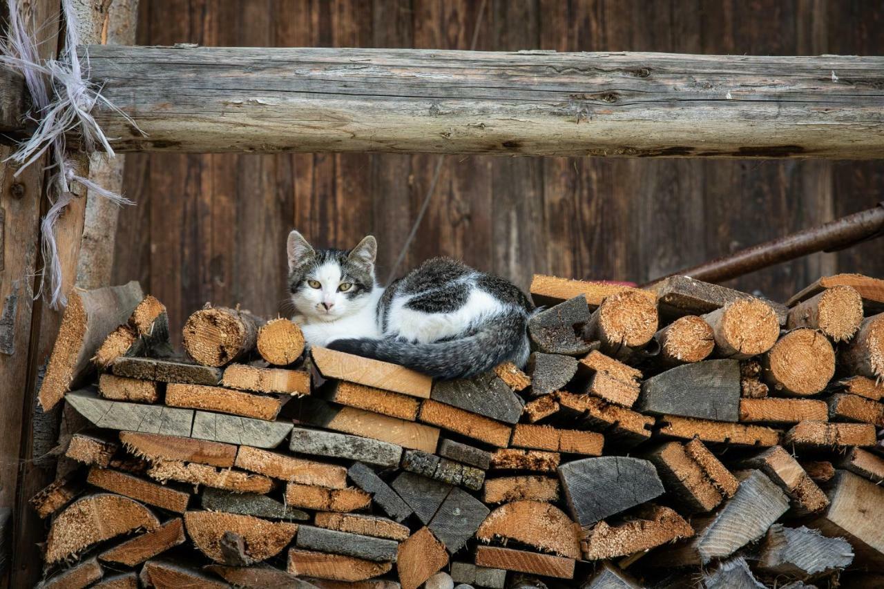 Unterschwabegghof Lägenhet Werfen Exteriör bild