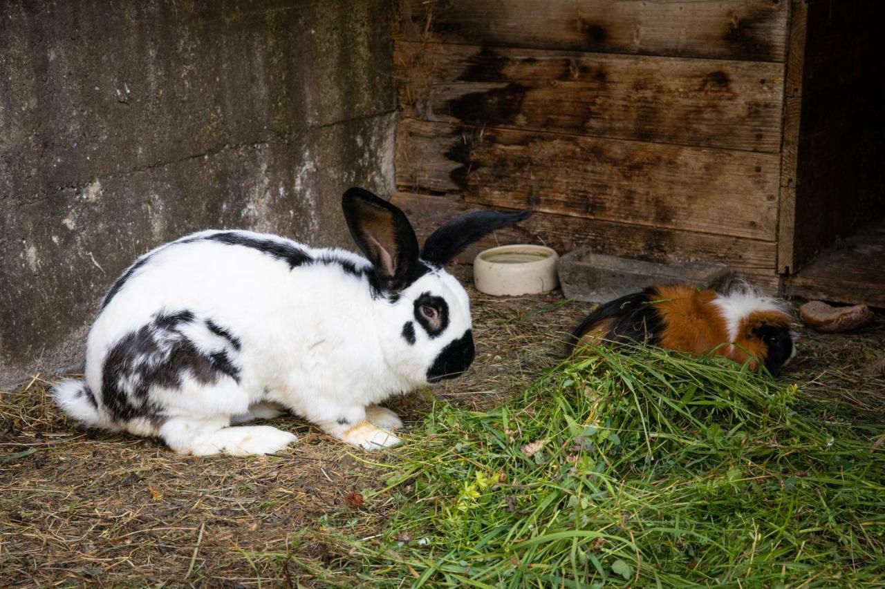 Unterschwabegghof Lägenhet Werfen Exteriör bild